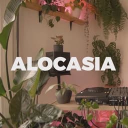Alocasia TV
