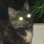 Nadia