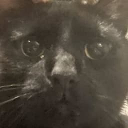 cat.music