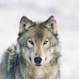 She Wolf